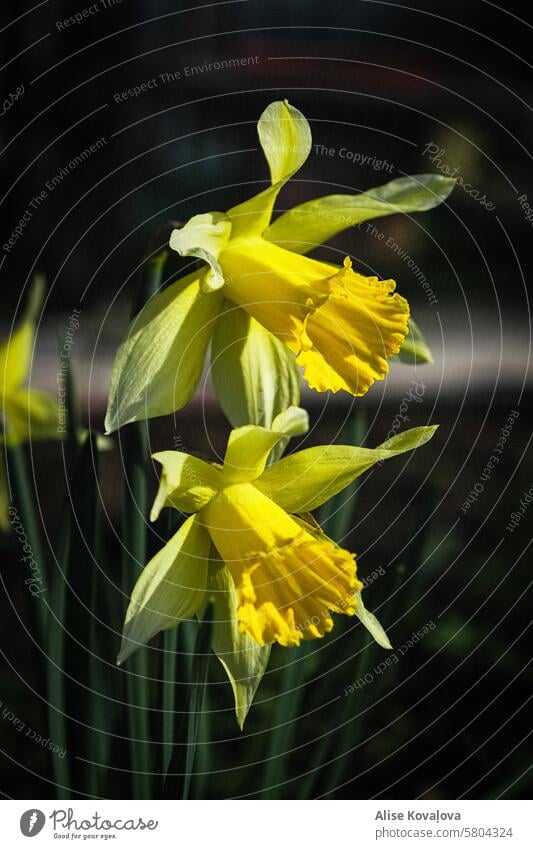 nur eine Narzisse gelb Blume Narzissen Frühlingsblume abschließen Natur Gartenpflanzen Suppengrün