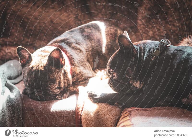 Hunde wollen einfach nur Spaß haben Französische Bulldoggen französische Stiere dunkler Pelz schlafen Rauen im Inneren heimwärts Haustiere im Haus