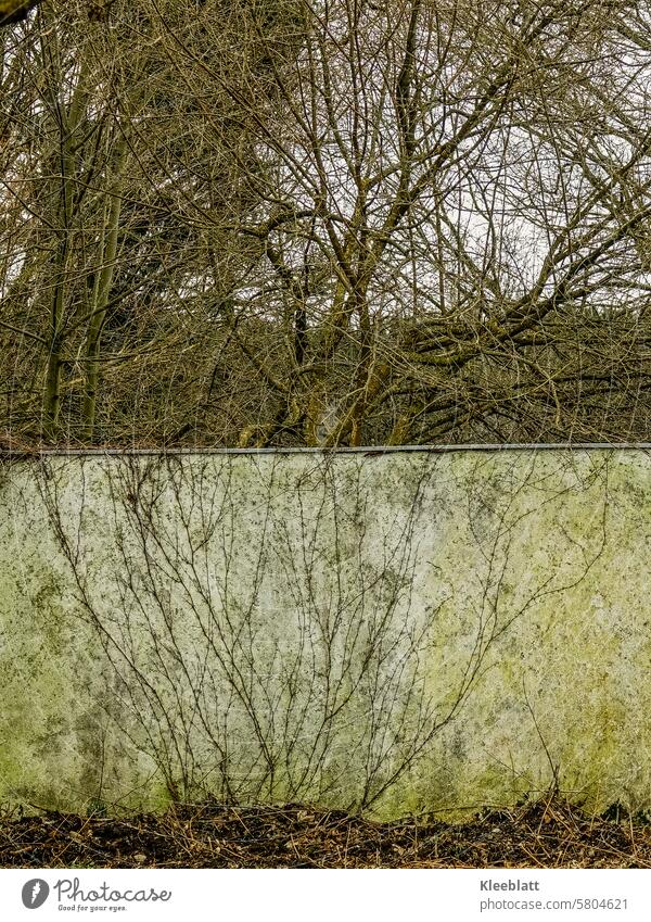 Fließender Übergang - alte Mauer mit abgestorbenen Pflanzenteilen - dahinter noch kahle Äste von Bäumen abgestorbene Pflanzen Winter dreckige Mauer Grünspahn