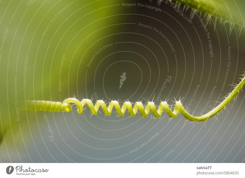 Querverbindung Natur Spirale Ranke grün drehen Pflanze spiralförmig Kringel abstrakt Pflanzenteile Sproßranke dünn quer gedreht behaart Blatt