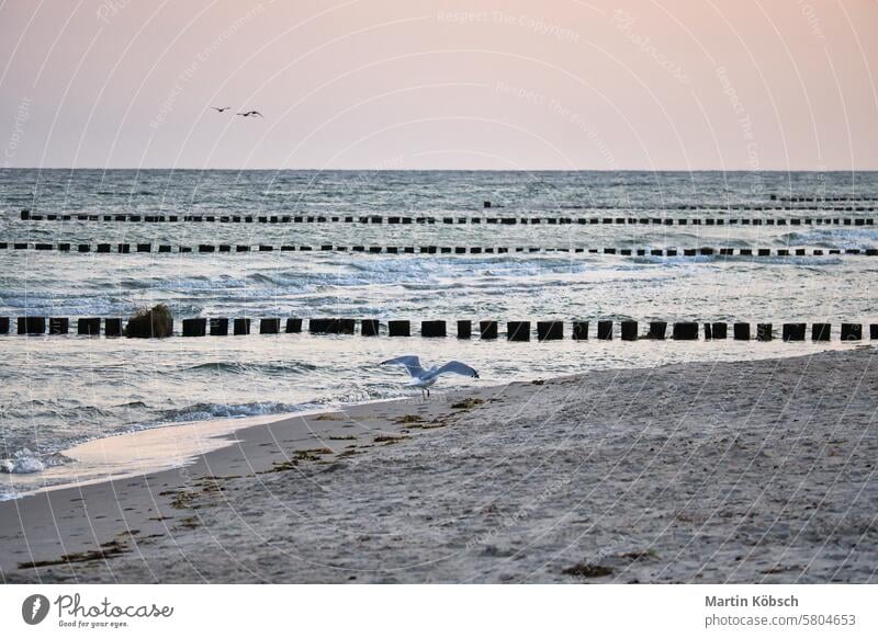 Möwe fliegt am Strand der Ostsee. Die Buhnen reichen bis ins Meer. Kosten Nordsee Himmel sehen baltisch weiß Detailaufnahme MEER Küste vereinzelt Flügel
