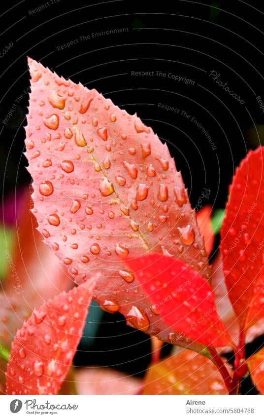 Alles wird gut | Der Regen hat aufgehört glänzend Blatt herbstlich Regentropfen rot glitzern Wasserperlen frisch Garten ästhetisch Sommerregen Natur natürlich