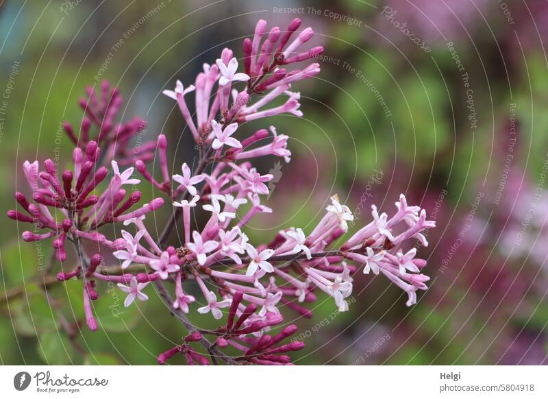 Zwerg-Duftflieder Flieder Meyers Flieder Blütenstand Ölbaumgewächs Syringa meyeri Strauch Zierpflanze blühen Frühling Natur lila violett Fliederblüte