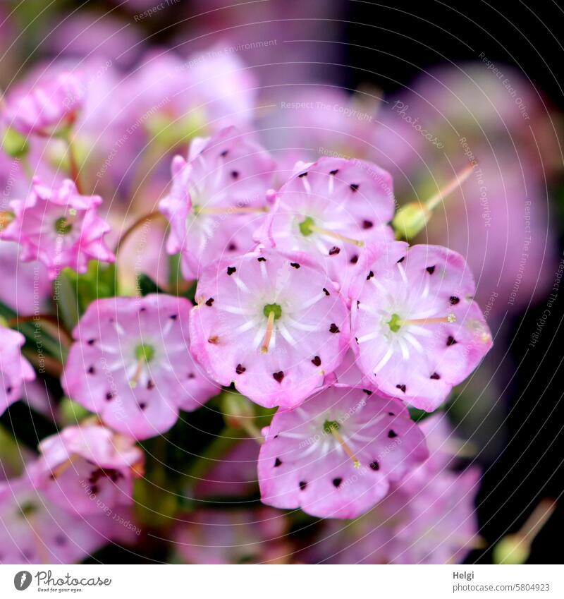kleine rosa Blüten Blume blühen wachsen pink Pflanze Garten Farbfoto Menschenleer zart Außenaufnahme Detailaufnahme Nahaufnahme Blühend Lorbeerrose Berglorbeer