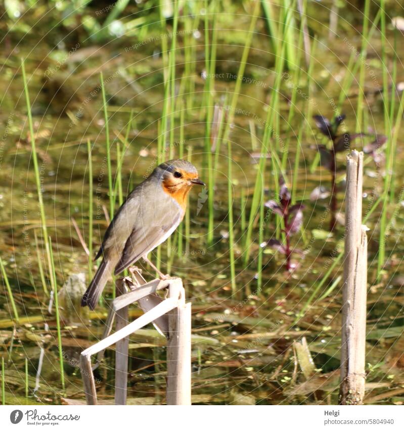 Rotkehlchen Vogel Gartenteich Schilf Wasser Biotop Teich Außenaufnahme Tier Pflanze Menschenleer Umwelt Frühling Natur Farbfoto Tierporträt Wildtier klein