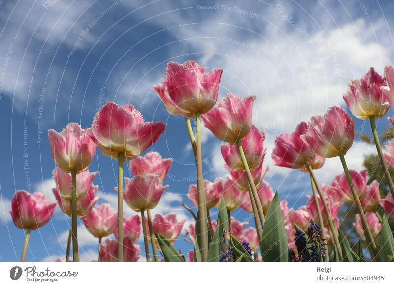 blühende Tulpen aus der Froschperspektive Blume Blüte Frühling Frühlingsblume Blatt Stengel Himmel Wolken schönes Wetter Pflanze Farbfoto Menschenleer Blühend
