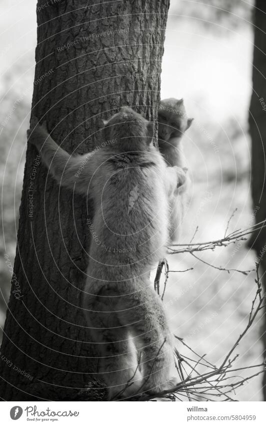 ... Affen Berberaffe Jungtiere Baum Stamm Stammhalter Äffchen 2 Affenkinder Primaten Wildtier