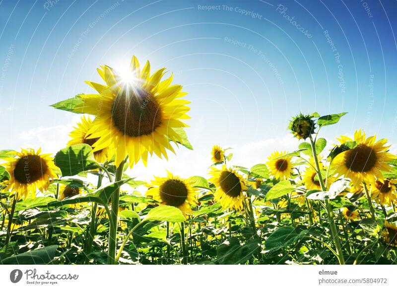 Sonnenblumenfeld im Gegenlicht aus der Froschperspektive Blume Helianthus annuus Zungenblüten gelb Sommer Landwirtschaft Sonnenstern Gegenlichtaufnahme blühen