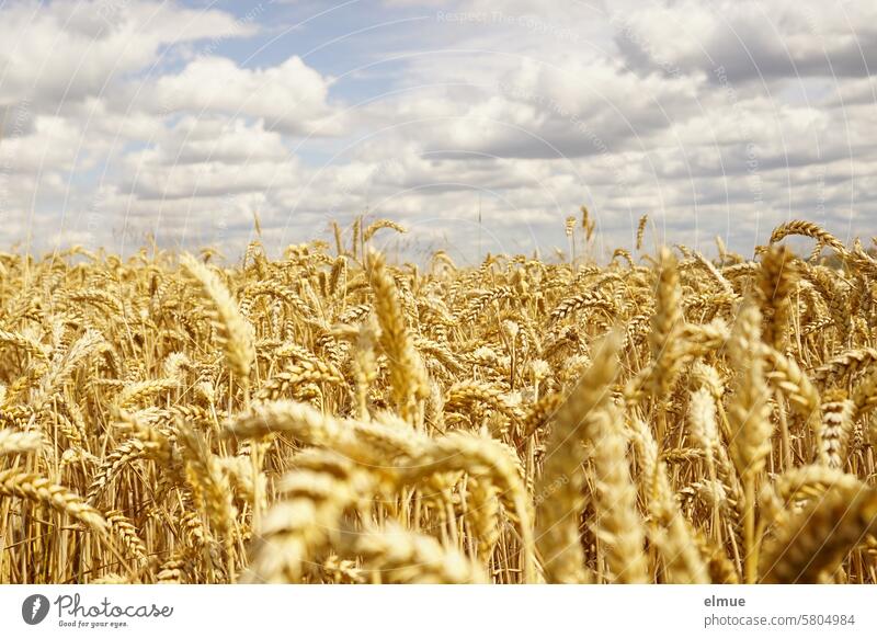 Wolkenhimmel über einem Weizenfeld mit reifen Ähren / Erntezeit Getreide Ackerbau Korn Sommer Feldwirtschaft Getreideernte Brotgetreide Nutzpflanze Blog