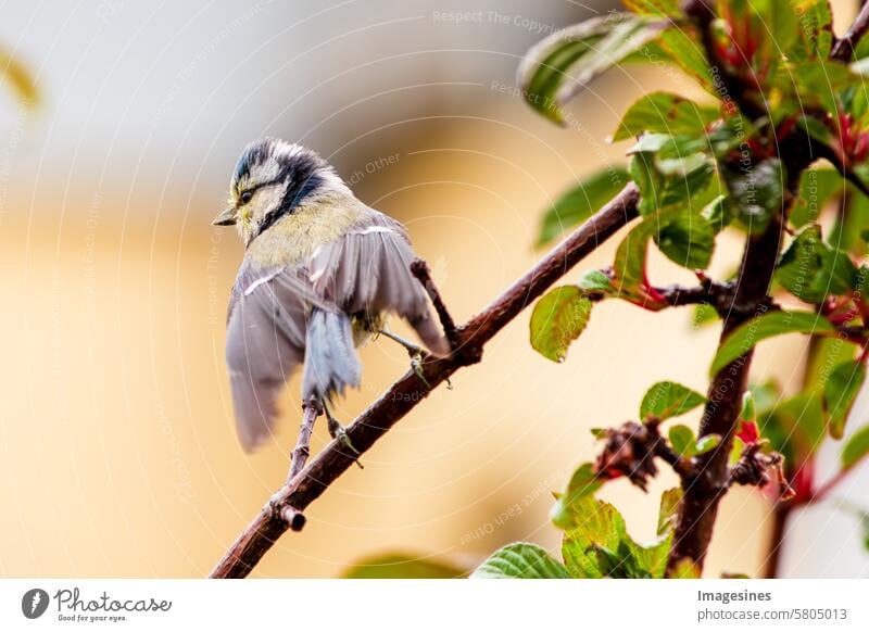 Blaumeise (Cyanistes caeruleus). Sperlingsvogel thront auf einem Ast mit ausgebreiteten Flügeln in hellem Licht Licht

Tierwelt Tierflügel
