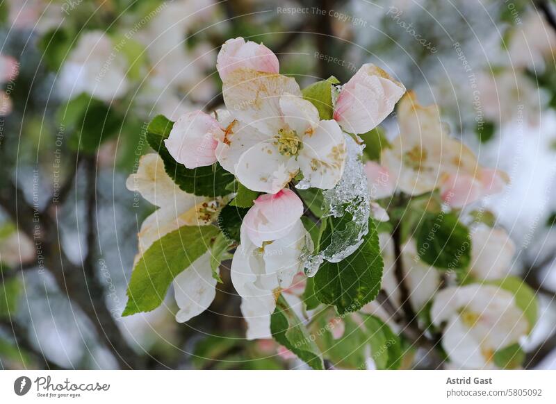 Apfelblüten mit Eiszapfen. Kaltes Wetter im Frühling lässt Obstblüten erfrieren. apfelblüten apfelbaum blühen obstblüte frühling schnee schneien eiszapfen blume