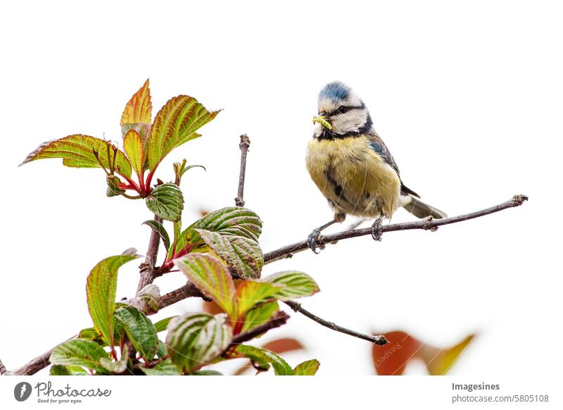 Fütterung. Blaumeise (Cyanistes caeruleus) mit Raupe im Schnabel Sperling vogel Ast Flügel Tiere in freier Wildbahn Vogel Vogelbeobachtung Zweig Busch Caeruleus