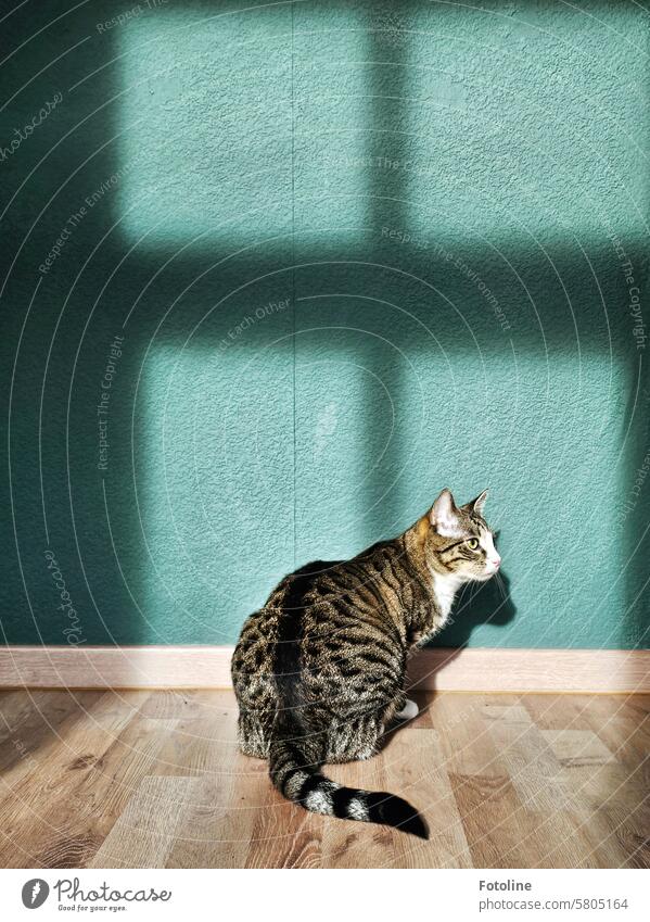 Katze sitzt vor dem Schatten eines Fensters, das an eine grüne Wand geworfen wird. Fell Haustiere katzenhaft Ein Tier fluffig niedlich schön weiß Wandfarbe