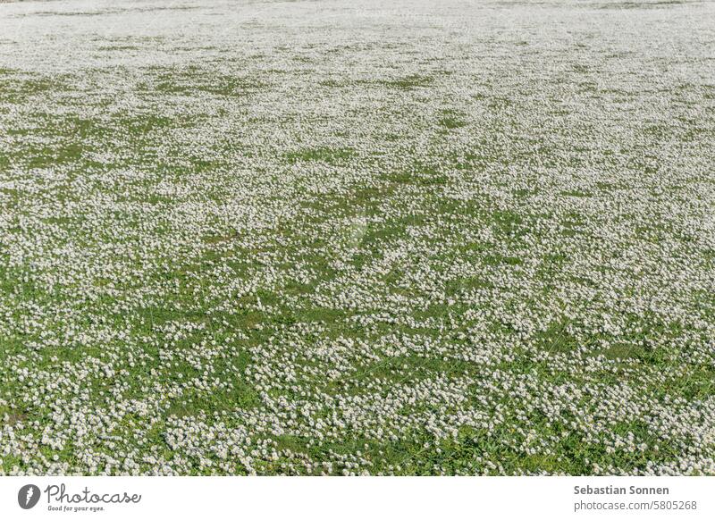 Tausende von Gänseblümchen blühen auf einer grünen Wiese Feld weiß Pflanze Gras Frühling Natur Rasen Blume Hintergrund Sommer hell geblümt Echte Kamille Sonne