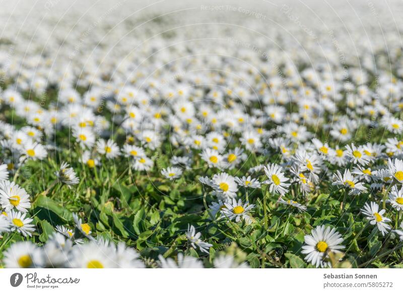 Tausende von Gänseblümchen auf grüner Wiese mit selektivem Fokus aufgenommen Feld weiß Pflanze Gras Frühling Natur Rasen Blume Hintergrund Sommer hell geblümt