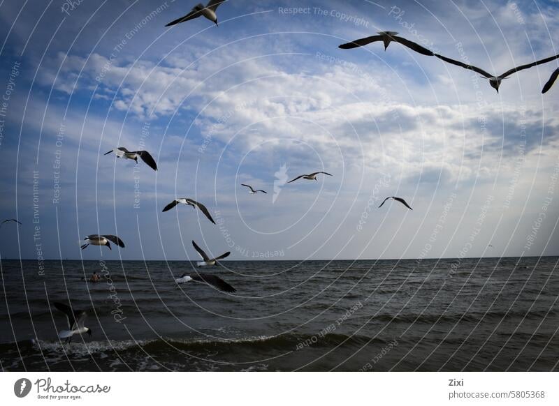 Möwen fliegen über das Wasser Vogel Meer blau Himmel