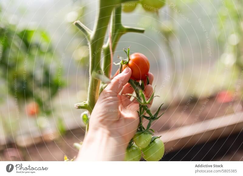 Reife Bio-Tomaten im Gewächshaus von Hand pflücken organisch Ernte reif rot unreif grün Pflanze Vegetation Gartenarbeit anonym Gartenbau Ackerbau gesichtslos