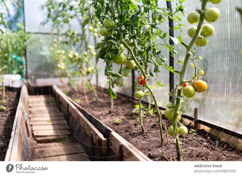Bio-Tomatenpflanzen gedeihen in einem Gewächshaus organisch Ackerbau Pflanze reif unreif Gartenarbeit nachhaltig Bodenbearbeitung Gartenbau Bett Wachstum