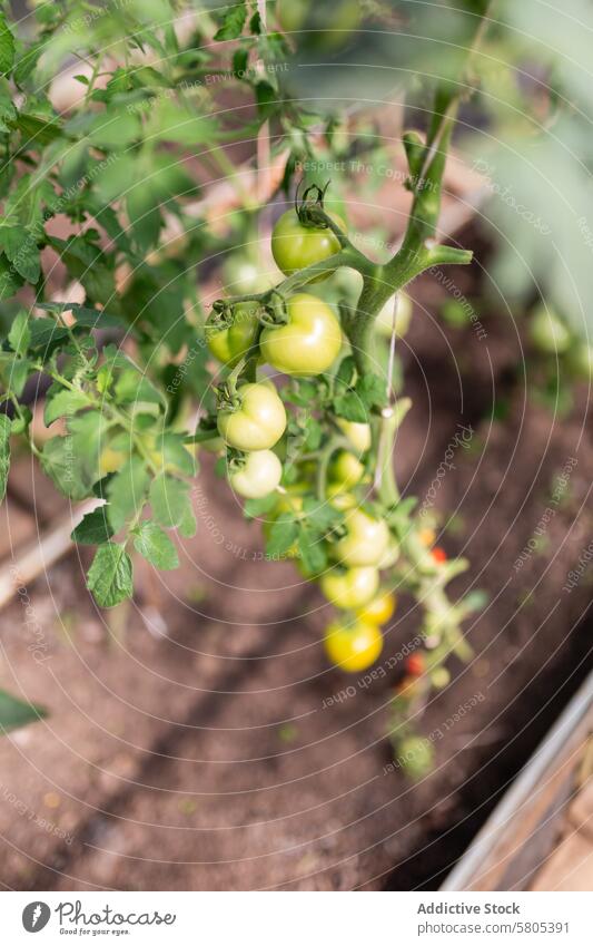 Bio-Tomatenanbau im sonnigen Gewächshaus organisch Bodenbearbeitung Ackerbau Pflanze Wein grün gelb Wachstum Gartenarbeit Gartenbau Gesundheit Lebensmittel
