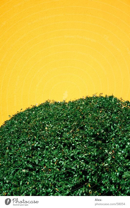 Busch Sträucher gelb grün Hecke Blatt Putz Wand Wohnung Ast Natur