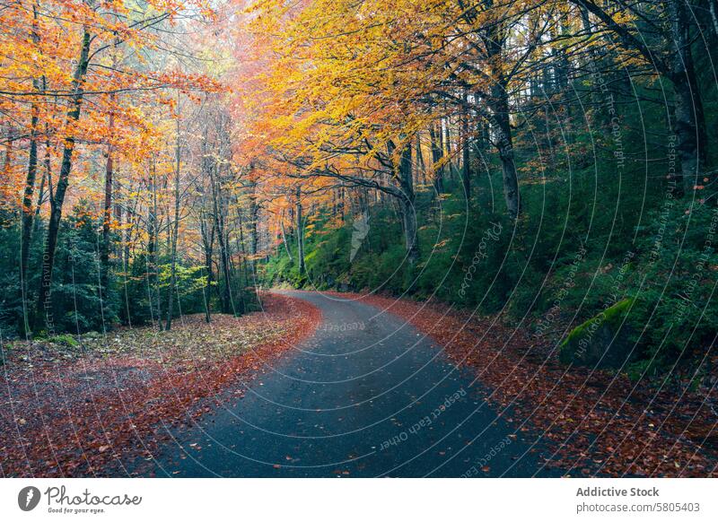 Herbstfarben in Selva de Oza, Huesca, Spanien Straße Wald Bäume farbenfroh Blätter fallen aragonisch Pyrenäen westliche Täler Echotal Natur reisen Landschaft