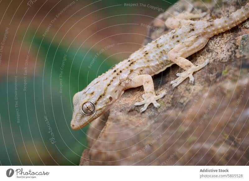 Nahaufnahme einer Tarentola mauritanica auf einem Felsen Gecko Textur Muster Reptil Tier Wandgecko Natur Tierwelt Tarnung Schuppen Auge Makro detailliert