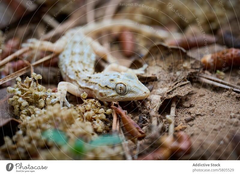 Nahaufnahme eines Tarentola mauritanica in seinem natürlichen Lebensraum Gecko Reptil Tarnung Natur Tierwelt trocknen Blätter Zweige Wandgecko Makro