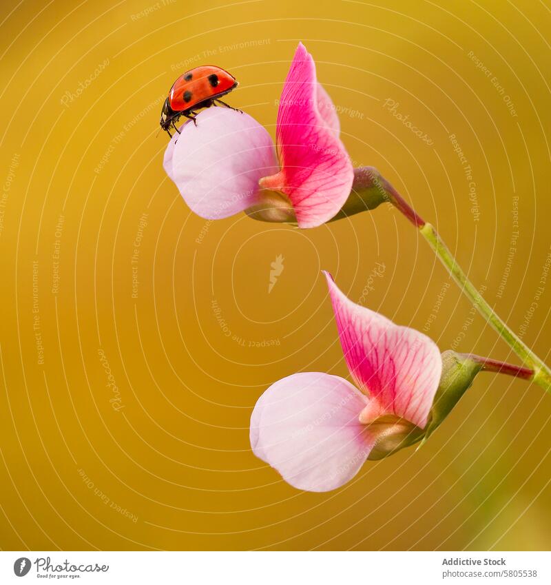 Marienkäfer auf einer blühenden Blume sitzend Blütenblatt gelb Hintergrund 7 Gepunktet Insekt Natur Tierwelt rosa filigran pulsierend warm Coccinellidae