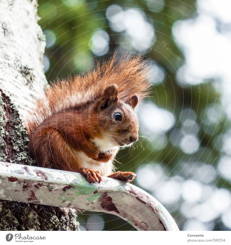 Sitzende Eichhörnchen Natur Tier Sommer Schönes Wetter Baum Wald Wildtier 1 sitzen niedlich braun grün Gelassenheit Erholung Zufriedenheit Unschärfe Leiter
