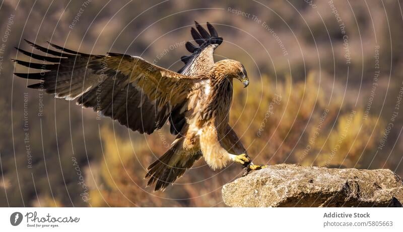 Majestätischer Steinadler bei der Landung auf einem felsigen Barsch Landen Felsen ausgestreckt Flügel Talon Gefieder verschwommen natürlich Hintergrund Tierwelt