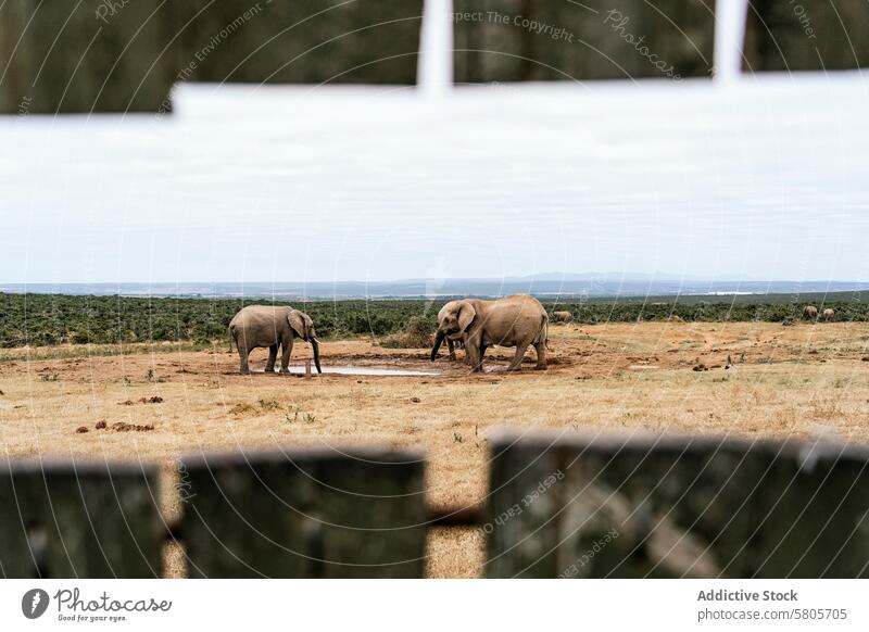 Elefanten an einer Wasserstelle in der afrikanischen Savanne Afrikanischer Elefant Wasserloch Holzrahmen Landschaft Horizont Natur Tierwelt