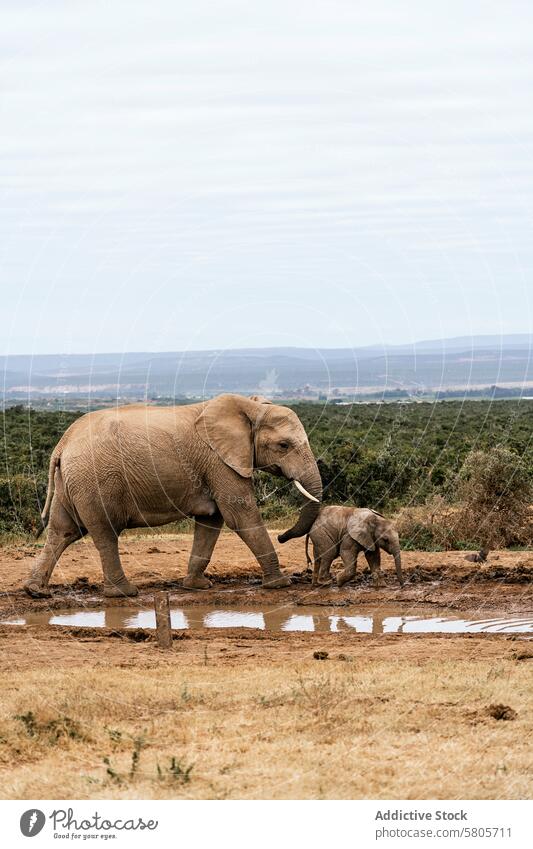 Elefantenmutter und Kalb gehen an einem Wasserloch vorbei Wade Afrikanischer Elefant Savanne Tierwelt Natur Mutter Baby Säugetier laufen Erhaltung Schlamm