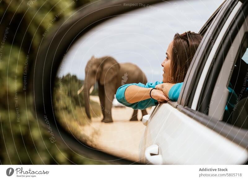 Safari-Begegnung mit einem wilden Elefanten in Afrika Tourist Frau PKW Seitenspiegel zuschauend Abenteuer Tierwelt begegnen reisen Tourismus Natur im Freien