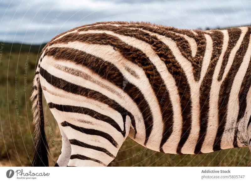 Nahaufnahme von Zebrastreifen in ihrem natürlichen Lebensraum Muster Tierwelt Afrika Leitwerke schwarz weiß Natur Detailaufnahme Fell Textur Grasland Savanne