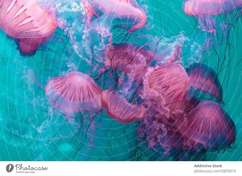 Ätherische Quallen schwärmen im Unterwasserballett rosa türkis Wasser unter Wasser Gelassenheit Menschengruppe Schwimmer filigran Tentakel kompliziert Spitze