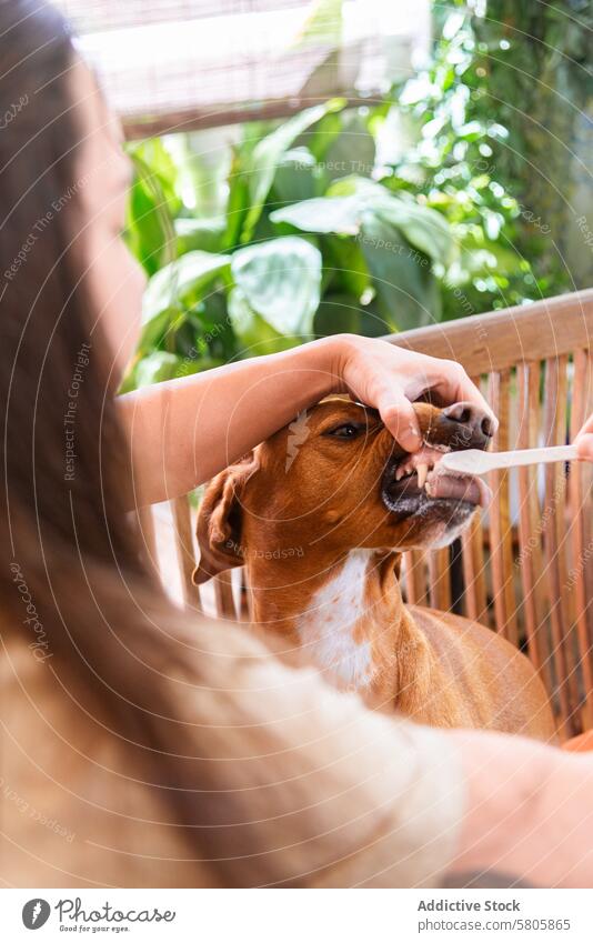 Pflegender Hundehalter gibt seinem Hund zu Hause orale Medikamente Haustier Besitzer Medizin mündlich Verwaltung heimwärts Vizsla mischen Tier Gesundheitswesen