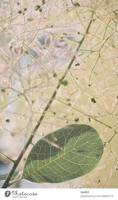 Verstrickung Geflecht Blatt Perückenbaum Cotinus coggygria Färbersumach Zierpflanze Halme zierlich Zierstrauch Farbfoto leuchten draußen Abzweigung zerbrechlich