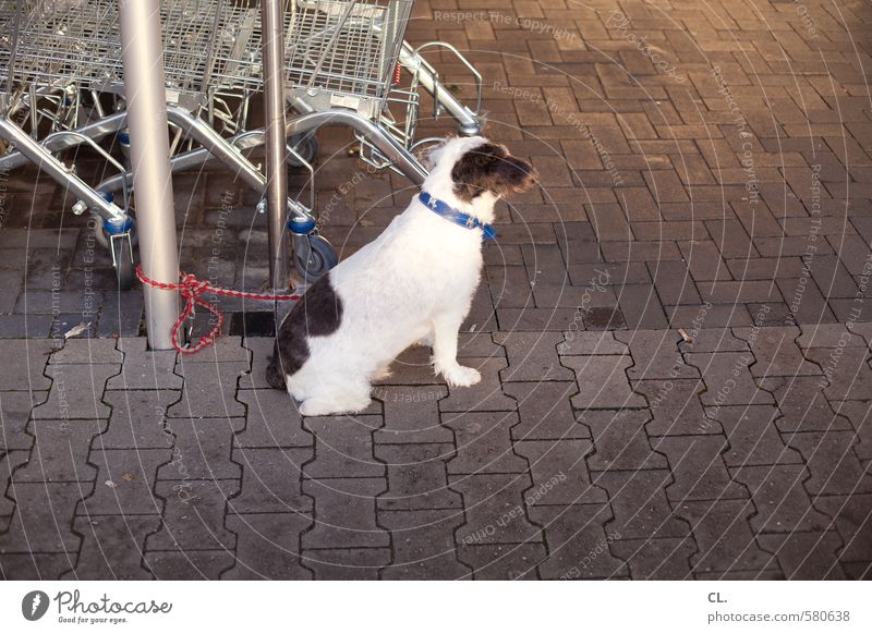 ut pascha | jetzt ne wurst kaufen Tier Haustier Hund 1 warten Vorfreude Tierliebe Wachsamkeit geduldig Neugier Supermarkt Einkaufswagen Einkaufszone