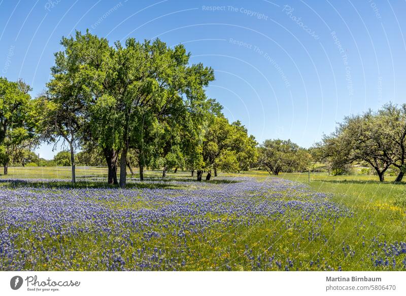 Eine Wiese im texanischen Hügelland voller Wildblumen und blauer Hauben Lupinus texensis blaue Häubchen blaue Haube Blume Natur wild Decke erfrischend Prärie