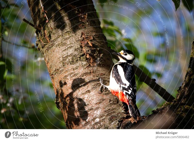 Buntspecht (Dendrocopos major) auf dem Kirschbaum in der Sonne. Vogel Meißelschnabel farbenfroh Erhaltung eurasisch Europäer Federn Frau Nahrungssuche Garten