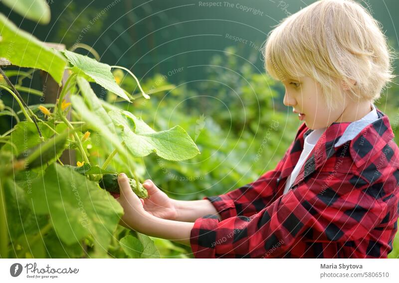 Ein kleines Kind ist im Gemüsegarten. Junge pflückt eine frische Bio-Gurke aus dem Beet. Baby hilft Großeltern bei der Gartenarbeit. Veggie Küche Hand grün