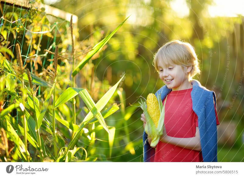 Niedlicher Junge im Teenageralter sammelt eine Ähre Bio-Zuckermais im Garten auf dem heimischen Bauernhof. Lokale hausgemachte Produkte ernten. Kind Ohren Mais