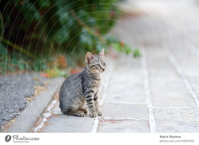 Junge Schönheit Katze am Sommertag auf der Straße der Stadt. Niedliches Kätzchen. Getigerte Miezekatze. Verlorenes Haustier. Katzenbaby Tabby Tier schlendern