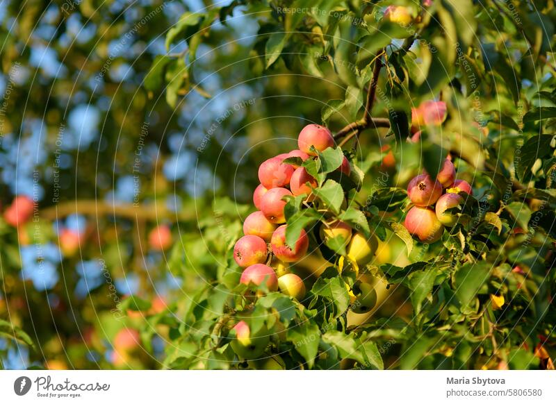 Viele reife rote Äpfel am Baum im Obstgarten. Ernte von Äpfeln im heimischen Garten im Sommer oder Herbst Tag. Früchte zum Verkauf. Bauernhof organisch Ackerbau
