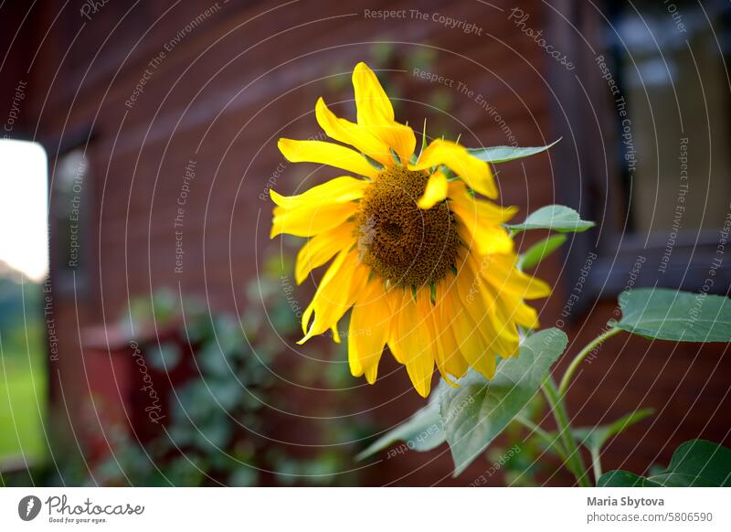 Sonnenblume wächst auf dem Hinterhof des Dorfes Haus. Schöne Blume vor altem Holzhaus. gelb Pflanze groß schön wachsend Flora dekorativ Gartenarbeit Sommer Bett