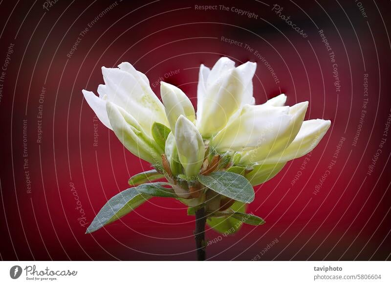 weißer Rhododendron in voller Blüte rhododendron molle Hintergrund Blume Natur Frühling Blatt geblümt Schönheit Garten grün Farbe Pflanze Wachstum jung schön