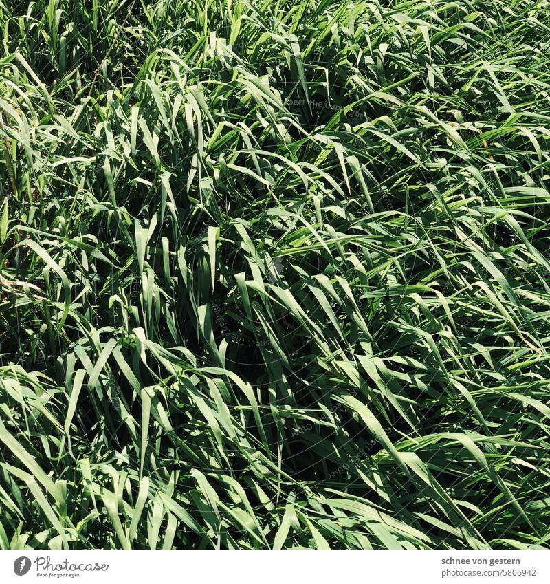 Grasraschln Natur Halme Wind Wiese Außenaufnahme Menschenleer Frühling natürlich Wachstum Sommer Umwelt grün Pflanze Sonnenlicht Farbfoto Schwache Tiefenschärfe