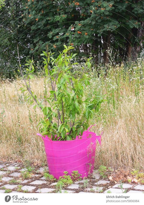 Grünpflanze in pinkem Plastikkübel vor wilder Wiese und Bäumen Pflanze rosa Garten Natur Sommer Blumenkübel Farbe
