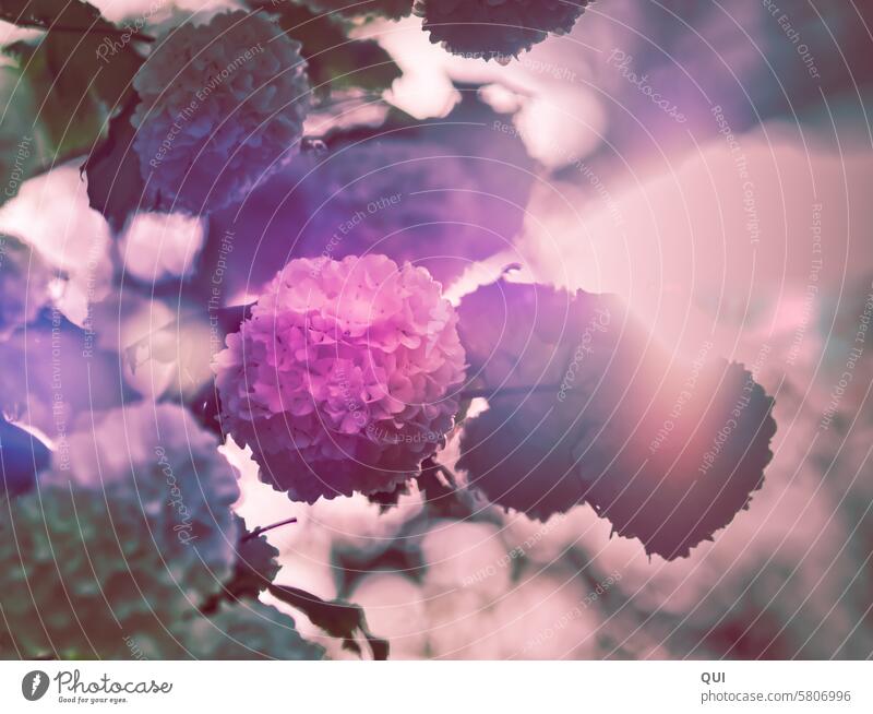 Hortensien im Gegenlicht mit Lensflares Hortensienblüte Bokeh Pflanze Blume Garten Sonne Leuchten rosa pink romantische Blumen Blühend Unschärfe Sommer blühend