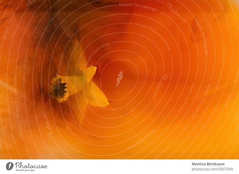 Einzelne gelbe Narzisse in orangefarbene Flüssigkeit getaucht Grafik u. Illustration abstrakt künstlerisch Textur Kunst Design Muster Hintergrund Wasserfarbe